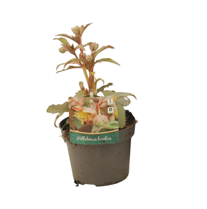 Elleboro De Stern - Pianta Da Balcone