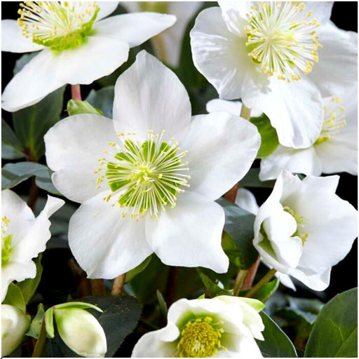 Helleborus Niger "Canto Di Natale" - Lotto Di 48