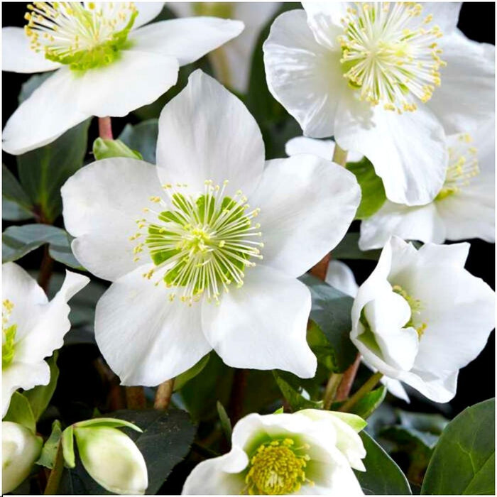 Helleborus Niger "Canto Di Natale" - Lotto Di 48
