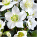 Helleborus Niger "Canto Di Natale" - Lotto Di 48