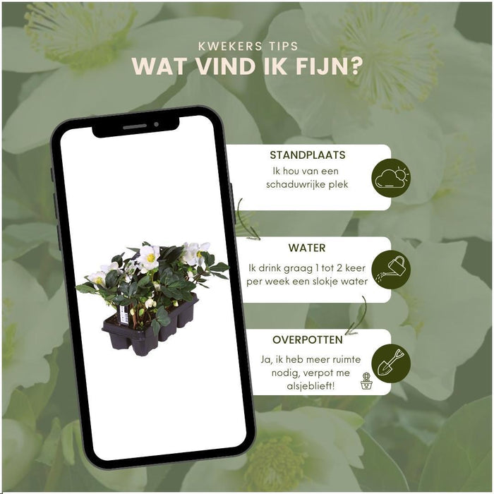 Helleborus Niger "Canto Di Natale" - Lotto Di 48