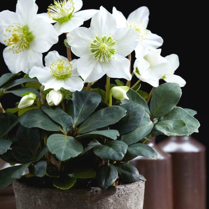 Helleborus Niger "Canto Di Natale" - Lotto Di 48