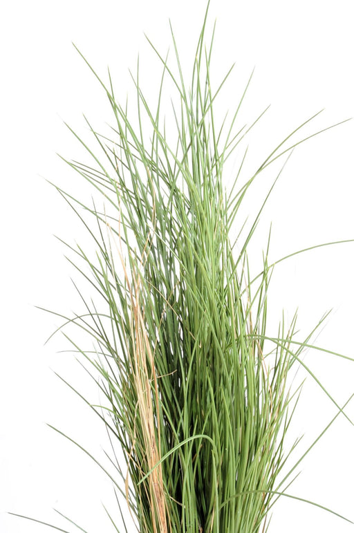 Erba Artificiale Miele Erba Per Uso Interno Ed Esterno