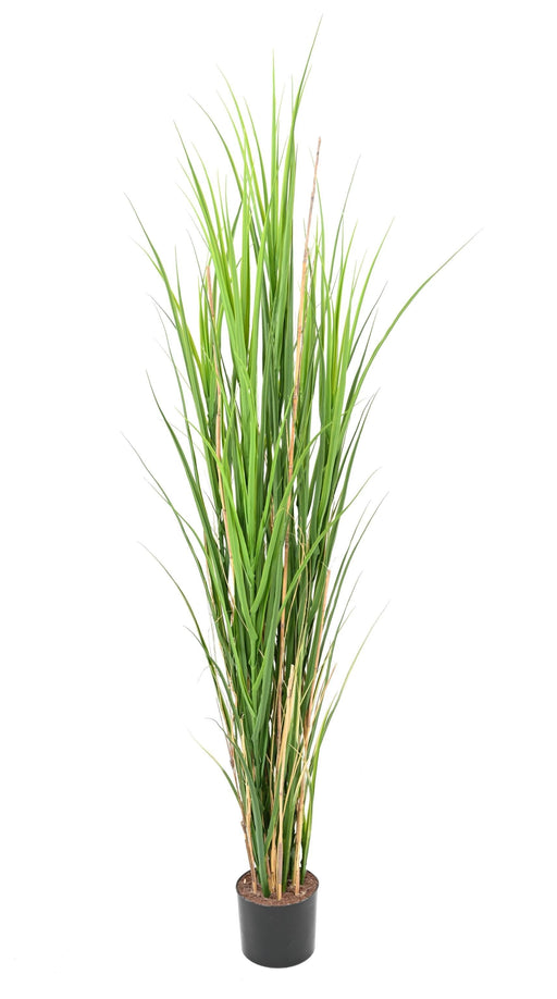 Erba Artificiale Resistente Ai Raggi Uv H.165Cm Vaso Incluso