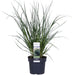 Erba Di Pampa - ↨60Cm - Ø19 - Arbusto