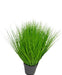 Erba Della Pianta Di Cipolla - Erba Artificiale