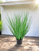 Erba Della Pianta Di Cipolla - Erba Artificiale
