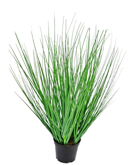 Erba Della Pianta Di Cipolla - Erba Artificiale