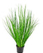 Erba Della Pianta Di Cipolla - Erba Artificiale