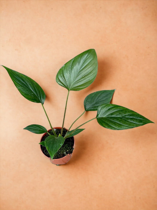 Homalomena Rubescens Nera