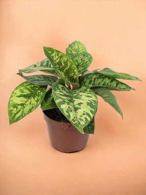 Mimetica Homalomena Wallisii