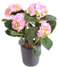 Ortensia Rosa Artificiale Cucita Alta 40 Cm