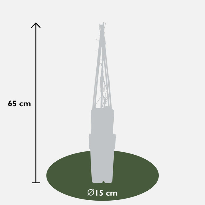 Ortensia 'Engelmannii'