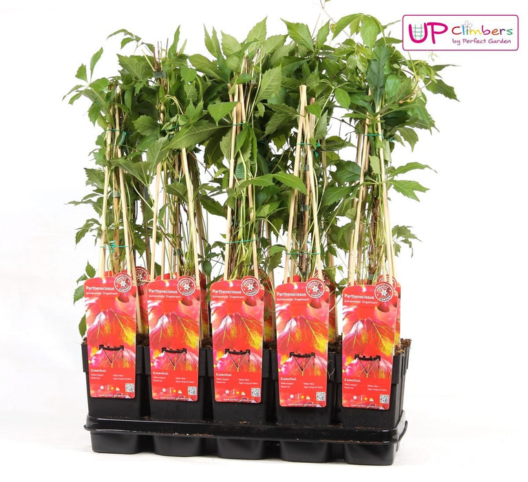 Ortensia 'Engelmannii'