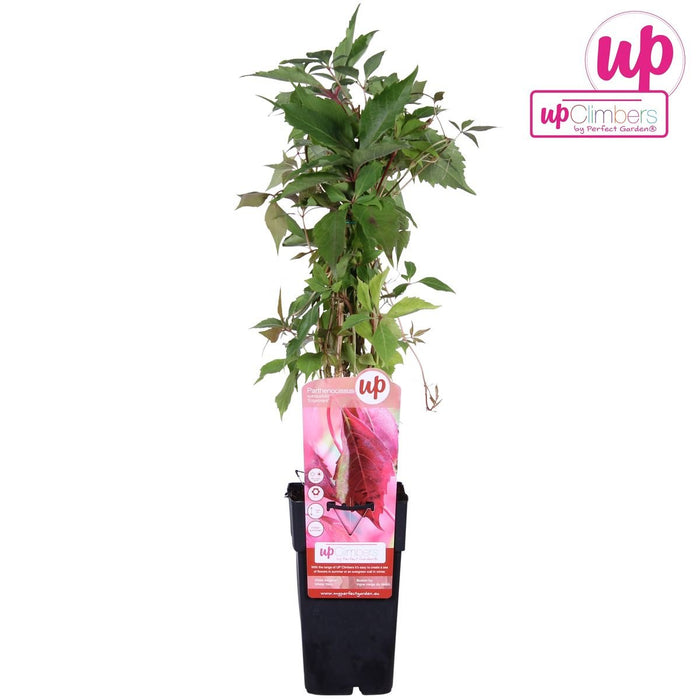 Ortensia 'Engelmannii'