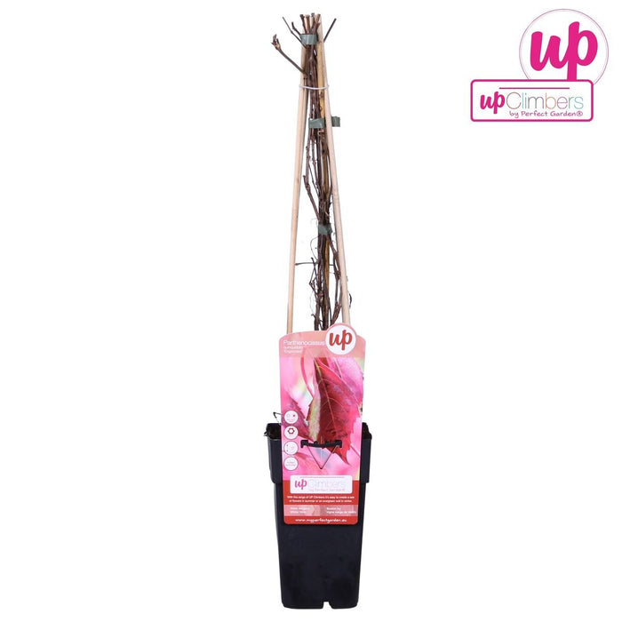 Ortensia 'Engelmannii'