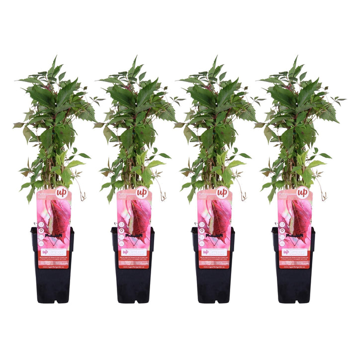 Ortensia 'Engelmannii' - Set Da 4