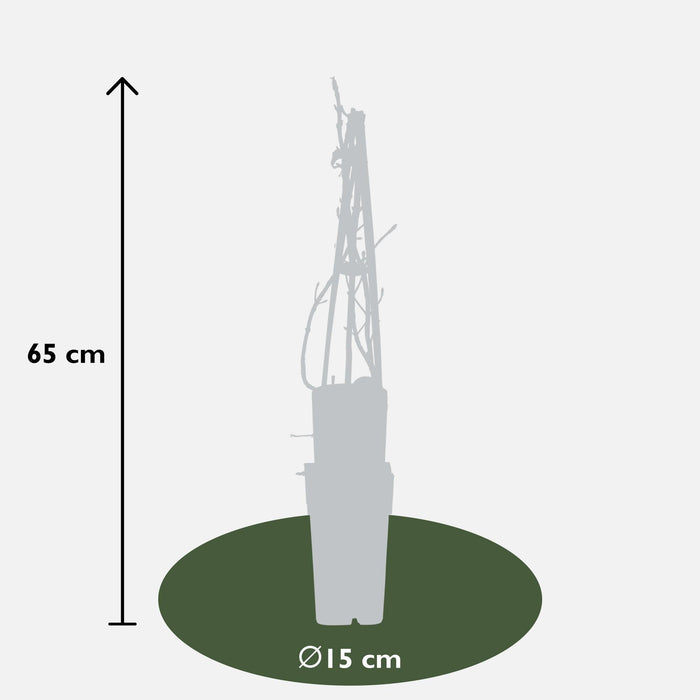 Ortensia Rampicante - Set Da 4 - ↨65Cm - Ø15 - Pianta Da Esterno
