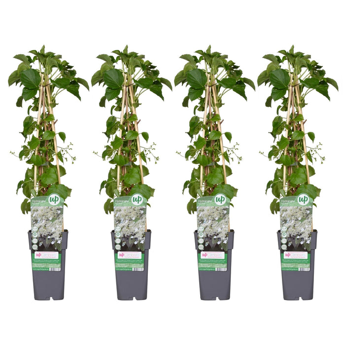 Ortensia Rampicante - Set Da 4 - ↨65Cm - Ø15 - Pianta Da Esterno