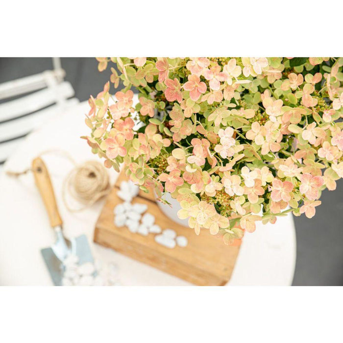 Vaschetta Per Ortensie. '(S) Witch Ophelia'® - ↨25Cm - Ø19Cm - Pianta Da Esterno Fiorita