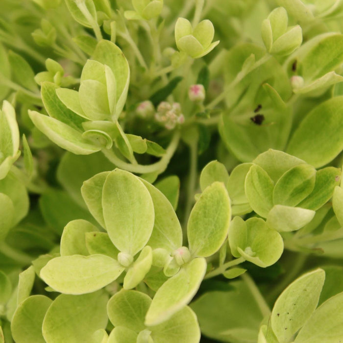 Ortensia Paniculata Rosa Pallido