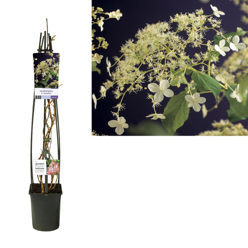 Ortensia Petiolaris D23Cm H11(Cm