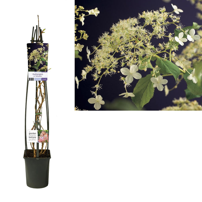 Ortensia Petiolaris D23Cm H11(Cm