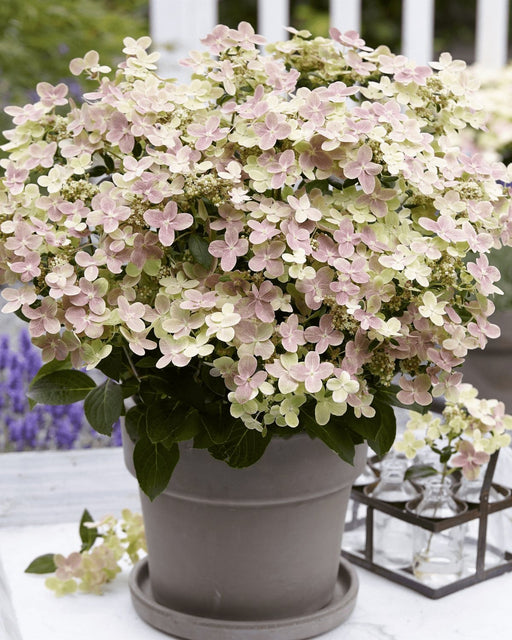 Hydrangea '(S) Sorcière Ophélia'® - ↨60Cm - Ø24Cm - Pianta Da Esterno Fiorita
