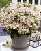 Hydrangea '(S) Sorcière Ophélia'® - ↨60Cm - Ø24Cm - Pianta Da Esterno Fiorita
