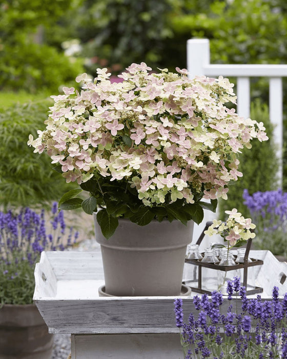 Hydrangea '(S) Sorcière Ophélia'® - ↨60Cm - Ø24Cm - Pianta Da Esterno Fiorita