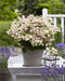 Hydrangea '(S) Sorcière Ophélia'® - ↨60Cm - Ø24Cm - Pianta Da Esterno Fiorita