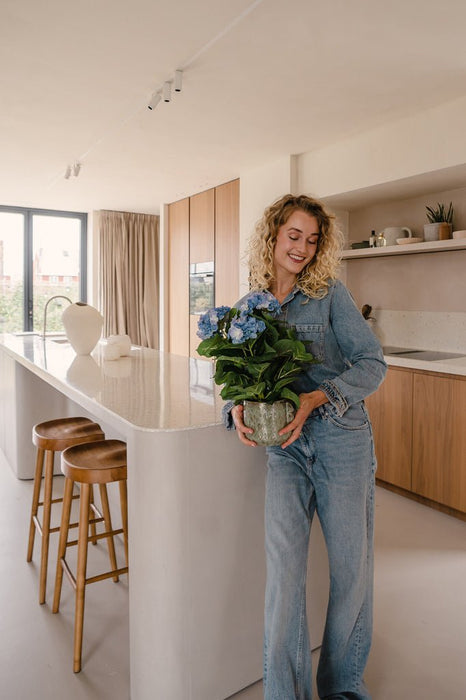 Ortensia Artificiale Blu