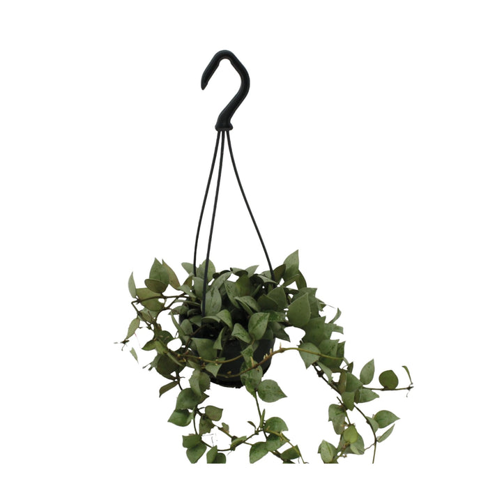 Hoya Krohniana Eschimese