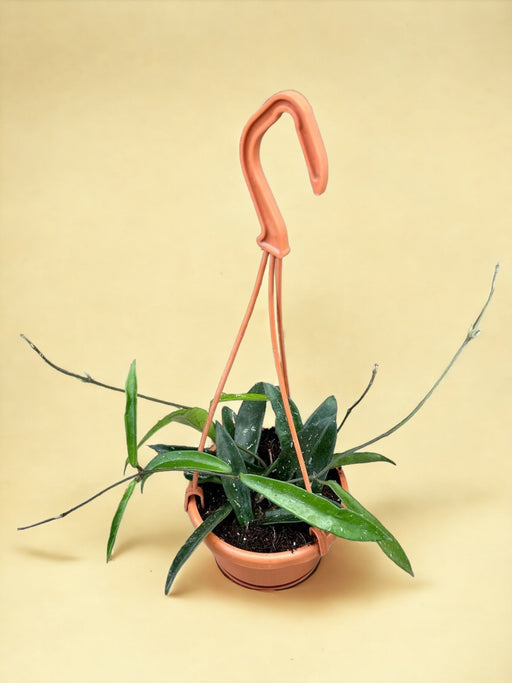 Hoya Minibelle Da Appendere