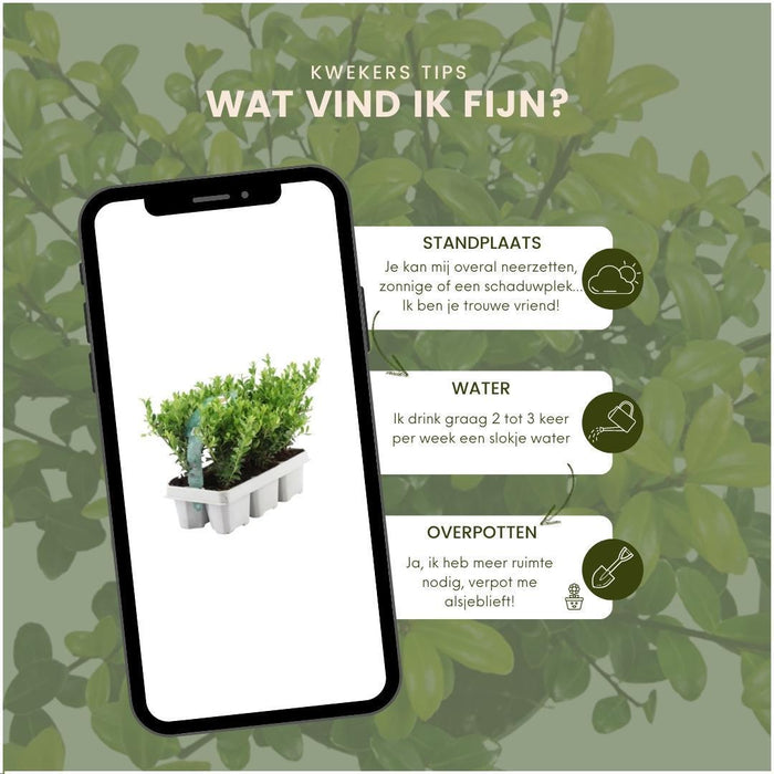 Ilex Crenata 'Jenny' - Set Di 6