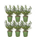 Ilex Crenata 'Jenny' - Set Di 6