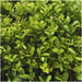 Ilex Crenata 'Jenny' - Set Di 6