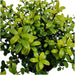 Ilex Crenata 'Jenny' - Set Di 6