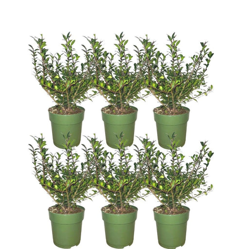 Ilex Crenata 'Jenny' - Set Di 6