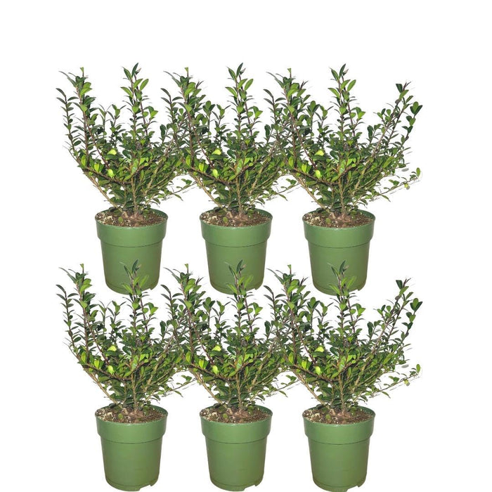 Ilex Crenata 'Jenny' - Set Di 6