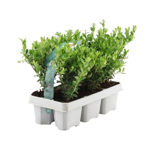 Ilex Crenata 'Jenny' - Set Di 6