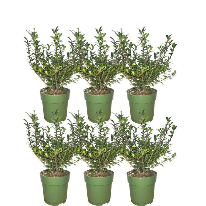 Ilex Crenata 'Jenny' - Set Di 6