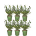 Ilex Crenata 'Jenny' - Set Di 6