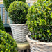 Ilex Crenata 'Jenny' E Il Loro Cestino X 2