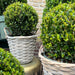 Ilex Crenata 'Jenny' E Il Loro Cestino X 2