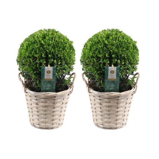Ilex Crenata 'Jenny' E Il Loro Cestino X 2