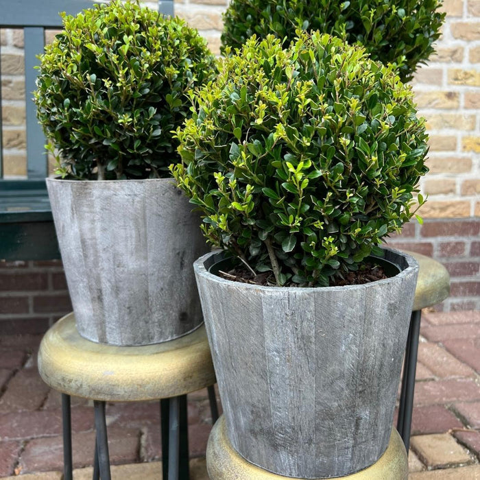 Ilex Crenata 'Jenny' E Il Loro Piatto X 2