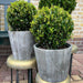 Ilex Crenata 'Jenny' E Il Loro Piatto X 2