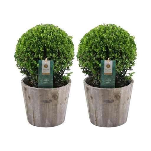 Ilex Crenata 'Jenny' E Il Loro Piatto X 2