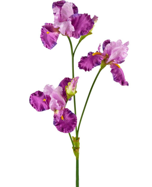 Iris Artificiale Viola